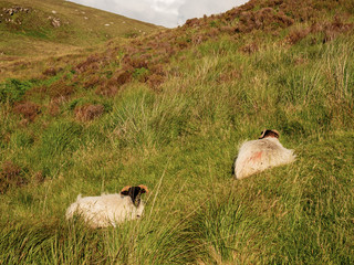 Two sheep laying on a ground in a grass in a mountains,