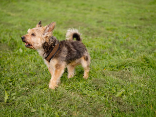Small nice Yorkshire terrier on a walk in a green grass field. Selective focus.