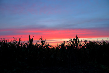 Silhouettes of plants against the backdrop of a red-pink sky at sunset.