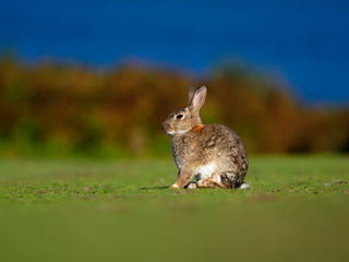 Rabbit, Oryctolagus cuniculus,