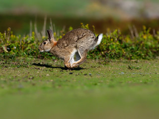 Rabbit, Oryctolagus cuniculus,