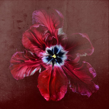 Red tulip, close-up