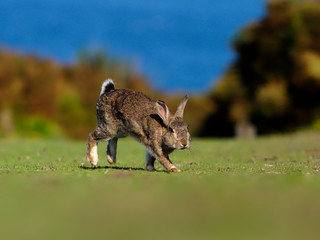 Rabbit, Oryctolagus cuniculus,