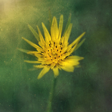 yellow flower with texture 