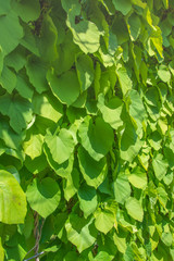 climbing hydrangea plant foliage close up