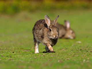 Rabbit, Oryctolagus cuniculus,