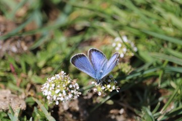Espectacular mariposa azul sobre una flor blanca 