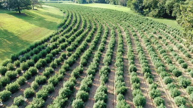Aerial drone shot descending above field full of marijuana plants grown for medicinal purposes in Pennsylvania USA