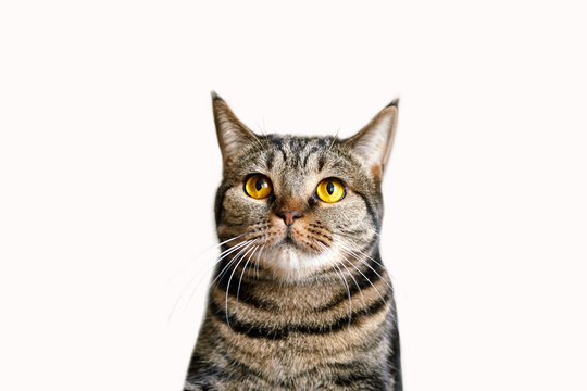 The head of british short hair cat with bright yellow eyes looking up. Tabby color сute cat isolated on white background. Copy space.