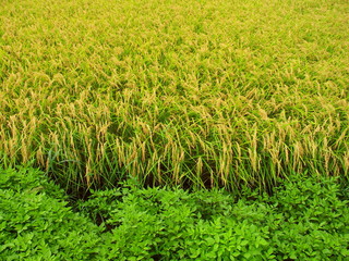 畦と実りの田圃風景