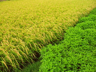 畦と実りの田圃風景