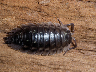 Woodlice, Oniscus asellus