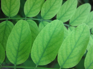 Closeup of Bastard acacia green leaves