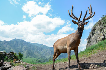 maral with big horns walks in the mountains
