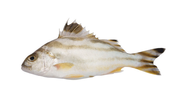 Crescent bass isolated on white background, Terapon jarbua
