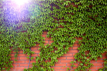 Naklejka premium Red brick wall with ivy (edera - ivy and parthenocissus - virginia creeper)