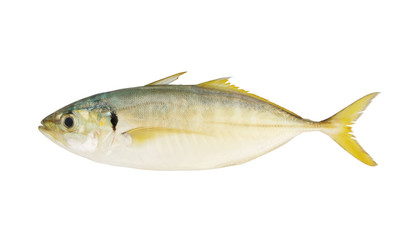 Yellowtail scad fish isolated on white background