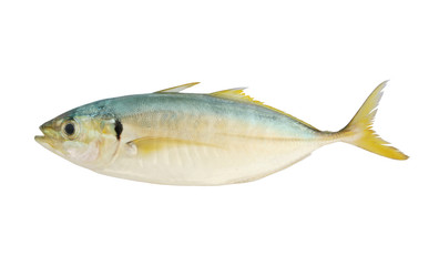 Raw yellowtail scad fish isolated on white background