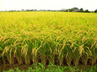 畦と実りの田圃風景