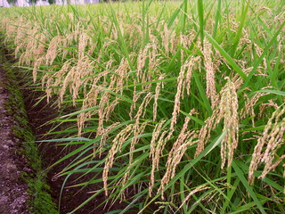畦と実りの田圃風景