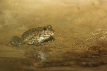 Frog on the rock.