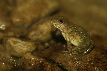 Frog on the rock.