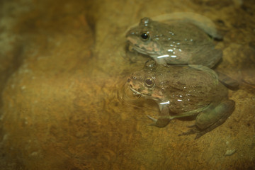Frogs on the rock.