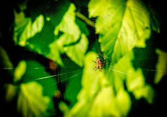Spider web pattern with spider insect on it