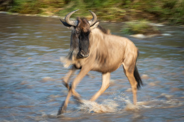 Slow pan of blue wildebeest crossing river