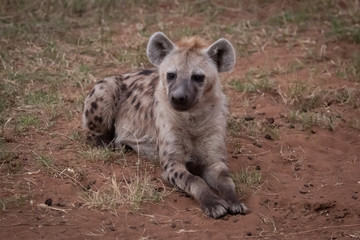 Spotted hyena lies on grass watching camera