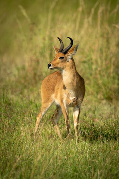 Reedbuck stands in long grass turning head