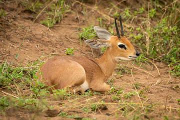 Steenbok lies on grassy bank watching camera