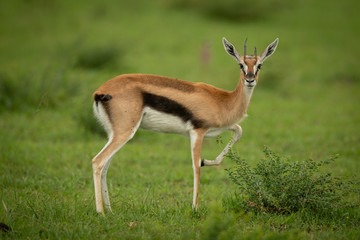 Naklejka na ściany i meble Thomson gazelle stands in grass lifting foreleg