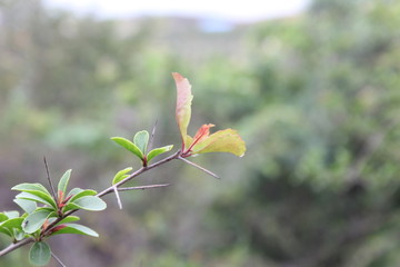 flower on a background