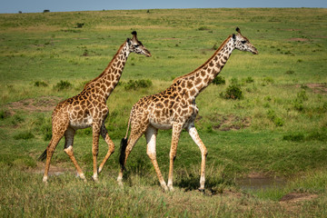 Naklejka na ściany i meble Two Masai giraffe cross savannah in sunshine