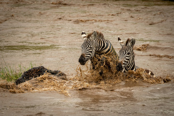 Fototapeta na wymiar Two plains zebra cross river by rock