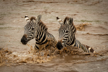 Fototapeta na wymiar Two plains zebra struggle across muddy river