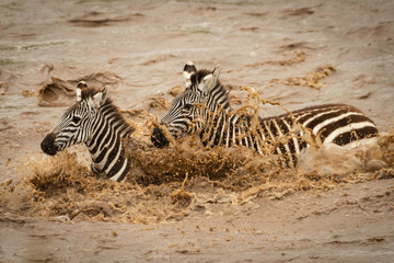 Fototapeta na wymiar Two plains zebra walk across muddy river