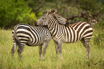 Two plains zebra lean on each other