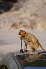 Monkey eating car antenna