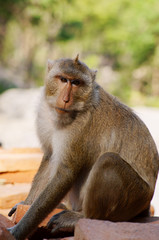 Monkey close up
