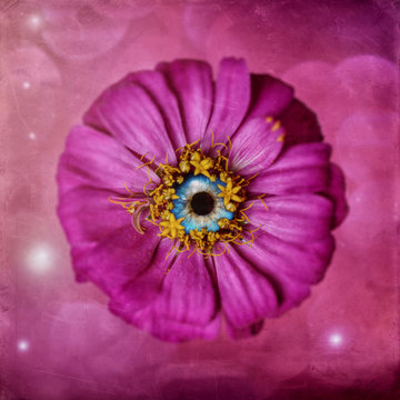 zinnia pink with blue eye, surreal
