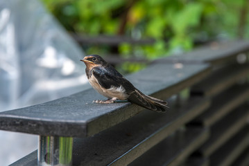 Swallow seat in the garden