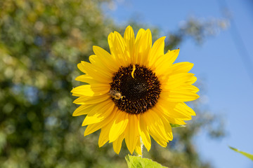 Sunflower in late summer in the garden