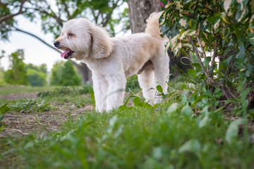 Puppy poodle dog, Cute white poodle dog on green park background, background nature, green, animal, relax pet, puppy poodle dog standing looking