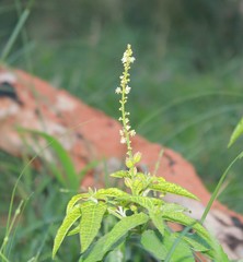 flower in the grass