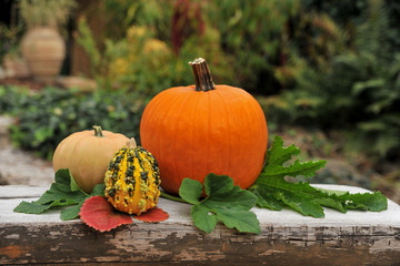 Autumn pumpkins in garden.  Food and decoration.