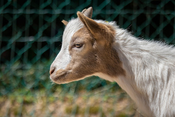 Fototapeta premium Very cute goat, alone and with its mom