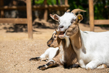 Naklejka na ściany i meble Very cute goat, alone and with its mom