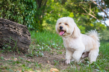 puppy poodle dog walking on park, Cute white poodle dog on green park background, background nature, green, animal, relax pet, puppy poodle dog standing